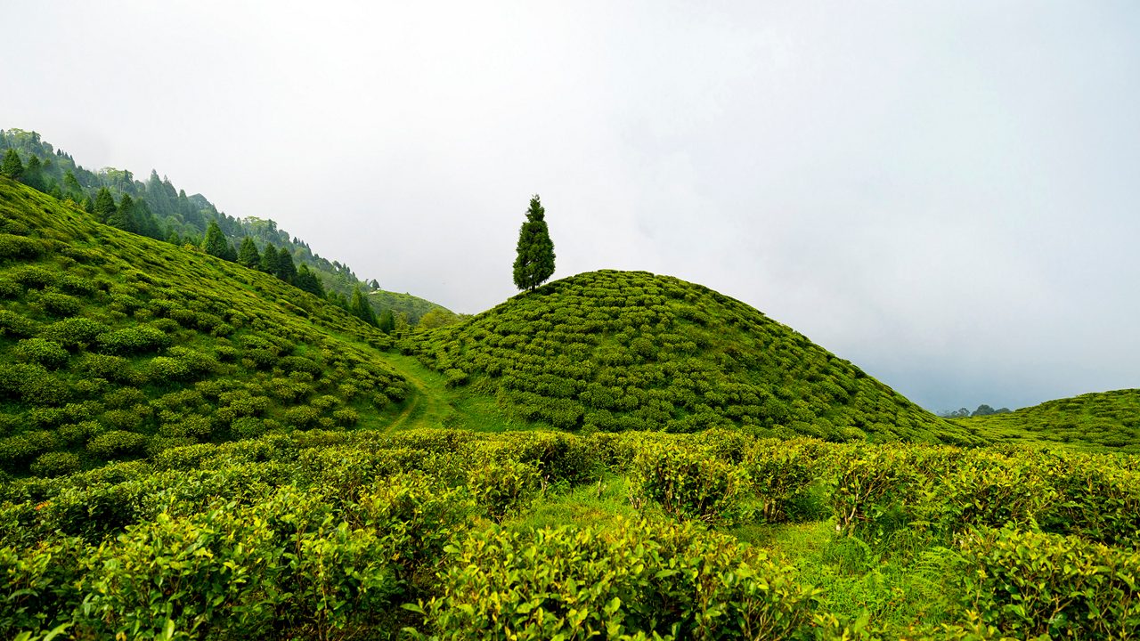 Darjeeling: The Queen of the Himalayas
