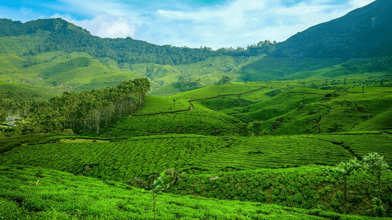 Munnar, Kerala: A Symphony of Green