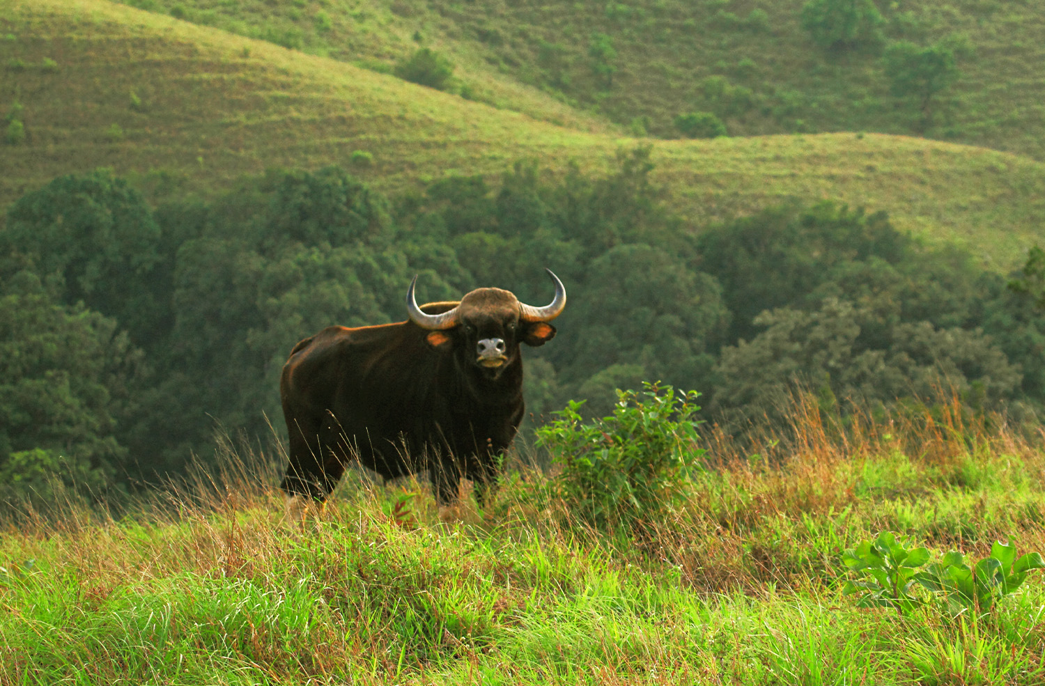 Kudremukh, Karnataka – A Trekker’s Paradise