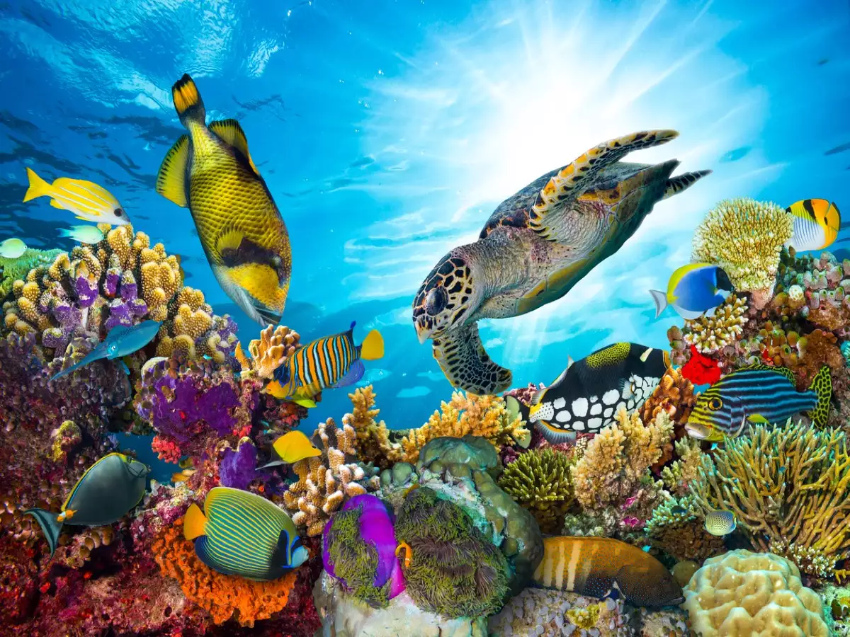 Australia: A Continent of Wonders