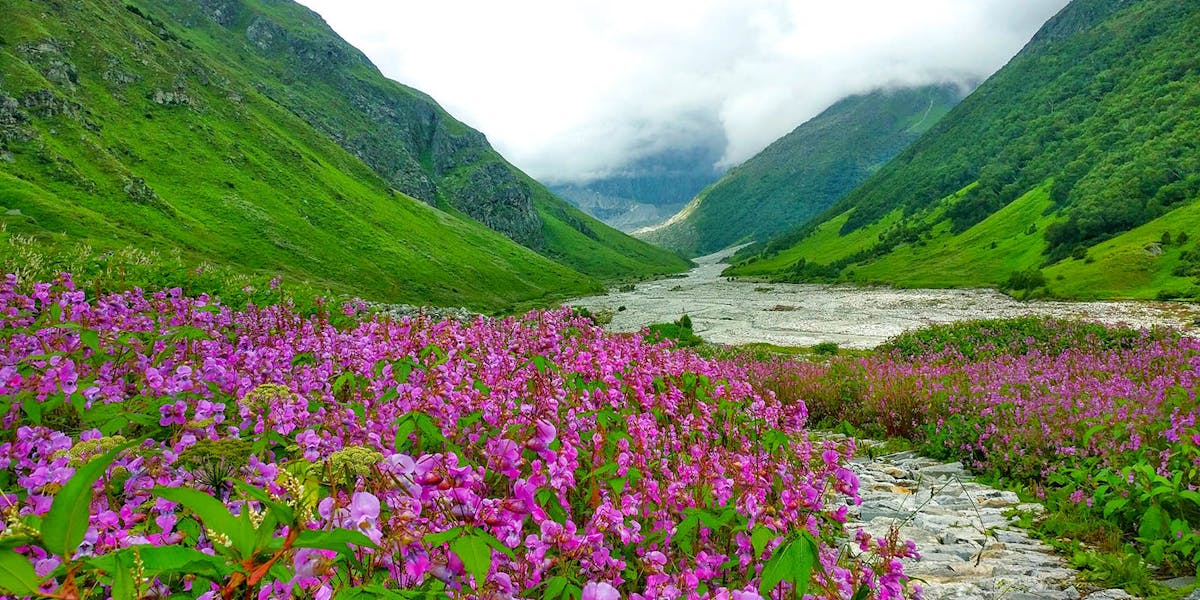 10 Best Trekking Spots in India Valley of Flowers Trek