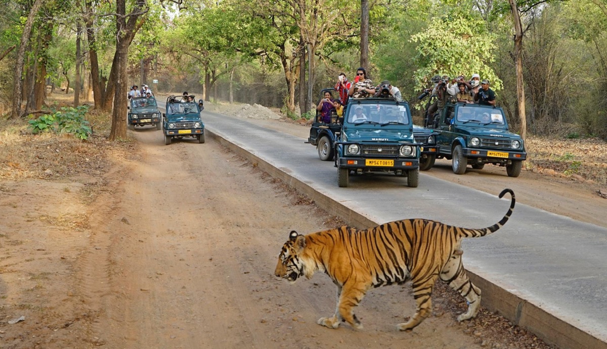 Jaipur to Ranthambore: A Wild Encounter with Nature